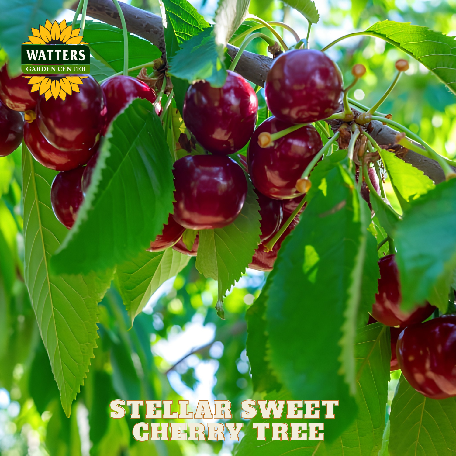 Stellar sweet cherry tree with ripe red cherries and green leaves, Watters Garden Center logo visible.