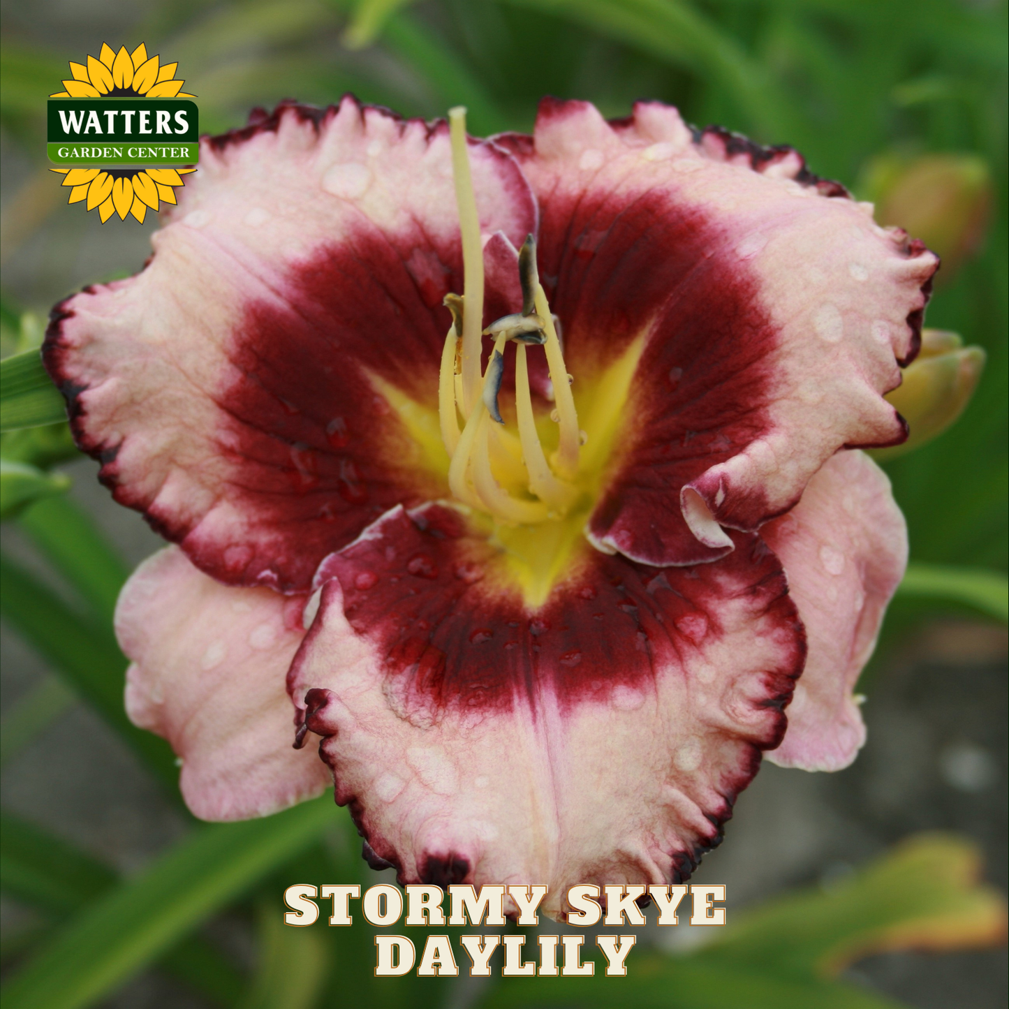 Close-up of a 'Stormy Skye Daylily' with Watters Garden Center branding.