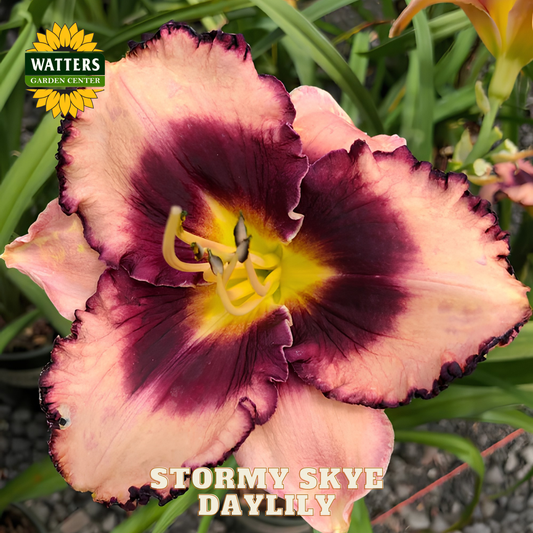 Daylily flower with pink and purple petals and a yellow center, branded with Watters Garden Center.
