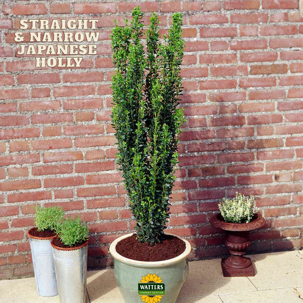Straight & Narrow® Japanese Holly (ILEX CRENATA STRAIGHT AND NARROW) - 3 gallon