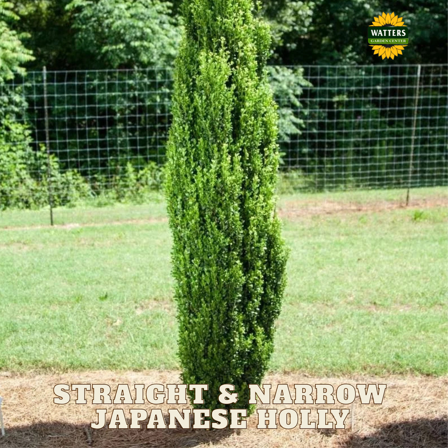 Straight & Narrow® Japanese Holly (ILEX CRENATA STRAIGHT AND NARROW) - 3 gallon