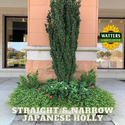 Straight & Narrow® Japanese Holly (ILEX CRENATA STRAIGHT AND NARROW) - 3 gallon