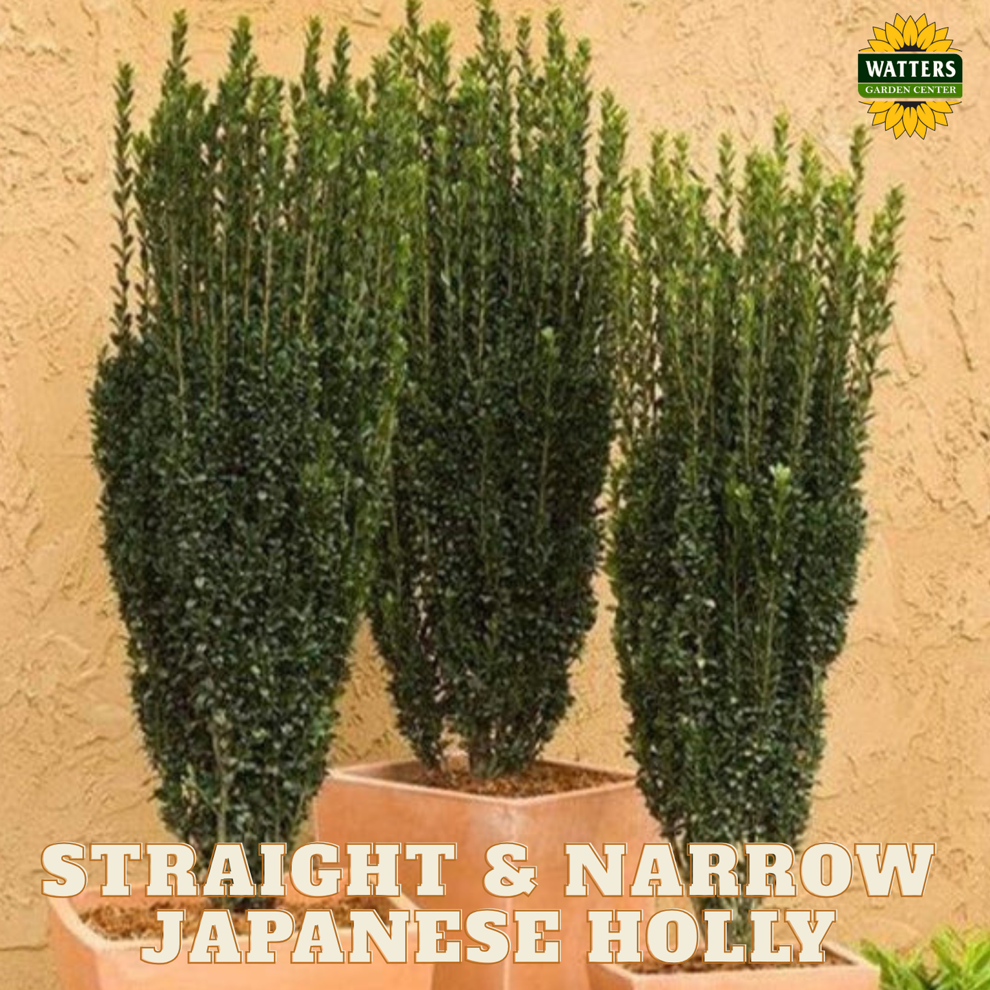 Straight & Narrow® Japanese Holly (ILEX CRENATA STRAIGHT AND NARROW) - 3 gallon