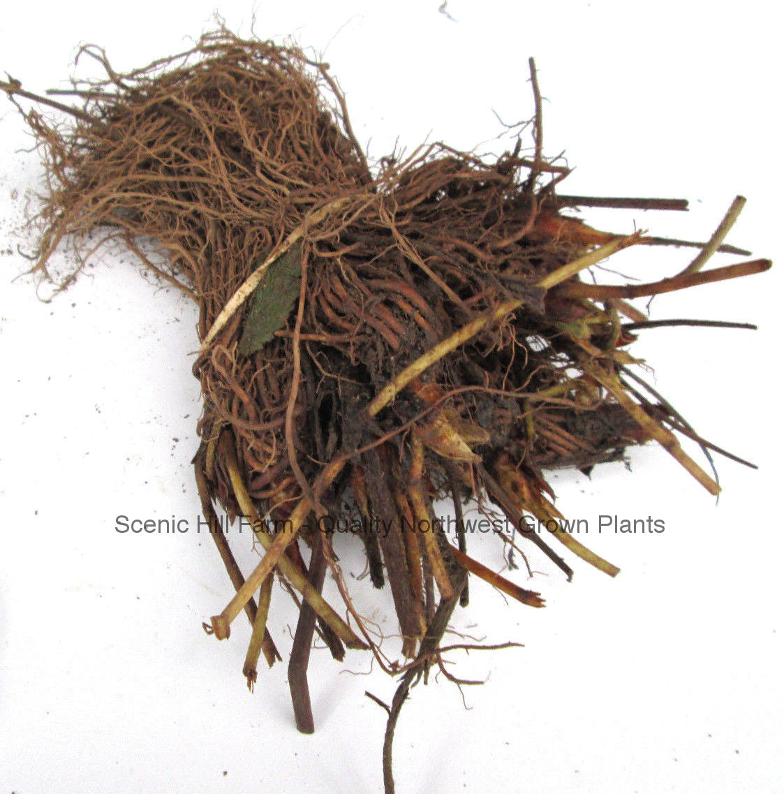 *** Bare Root Sweet Sunrise June Bearing Strawberry Plants - Large, Intense Flavored Firm Red Berries