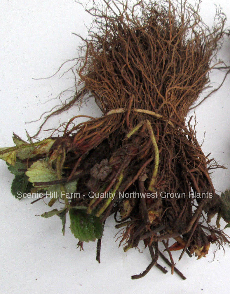 ***  Bare Root Fort Laramie Ever Bearing Strawberry Plants - Great For Northern Areas