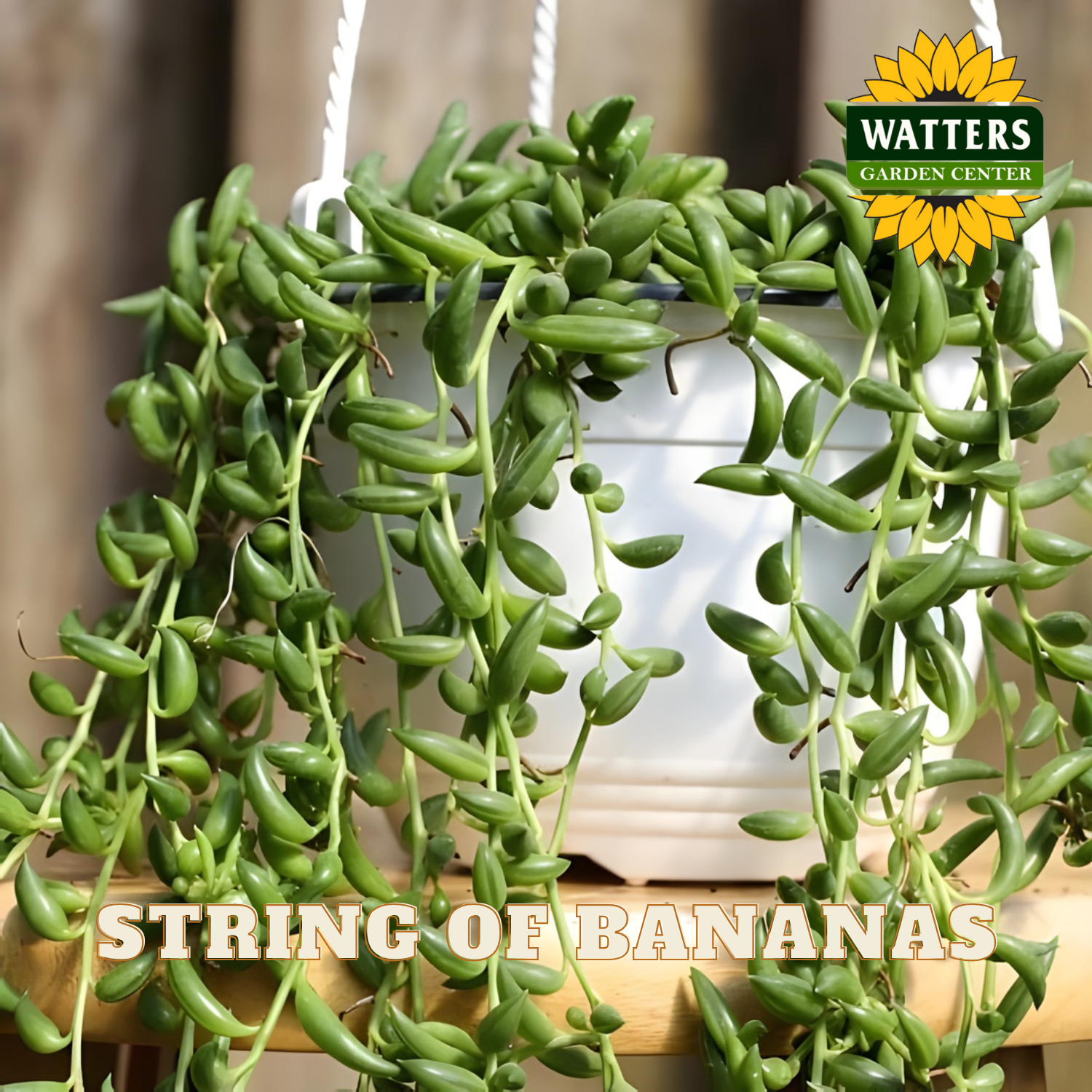 Hanging string of bananas plant with Watters Garden Center logo