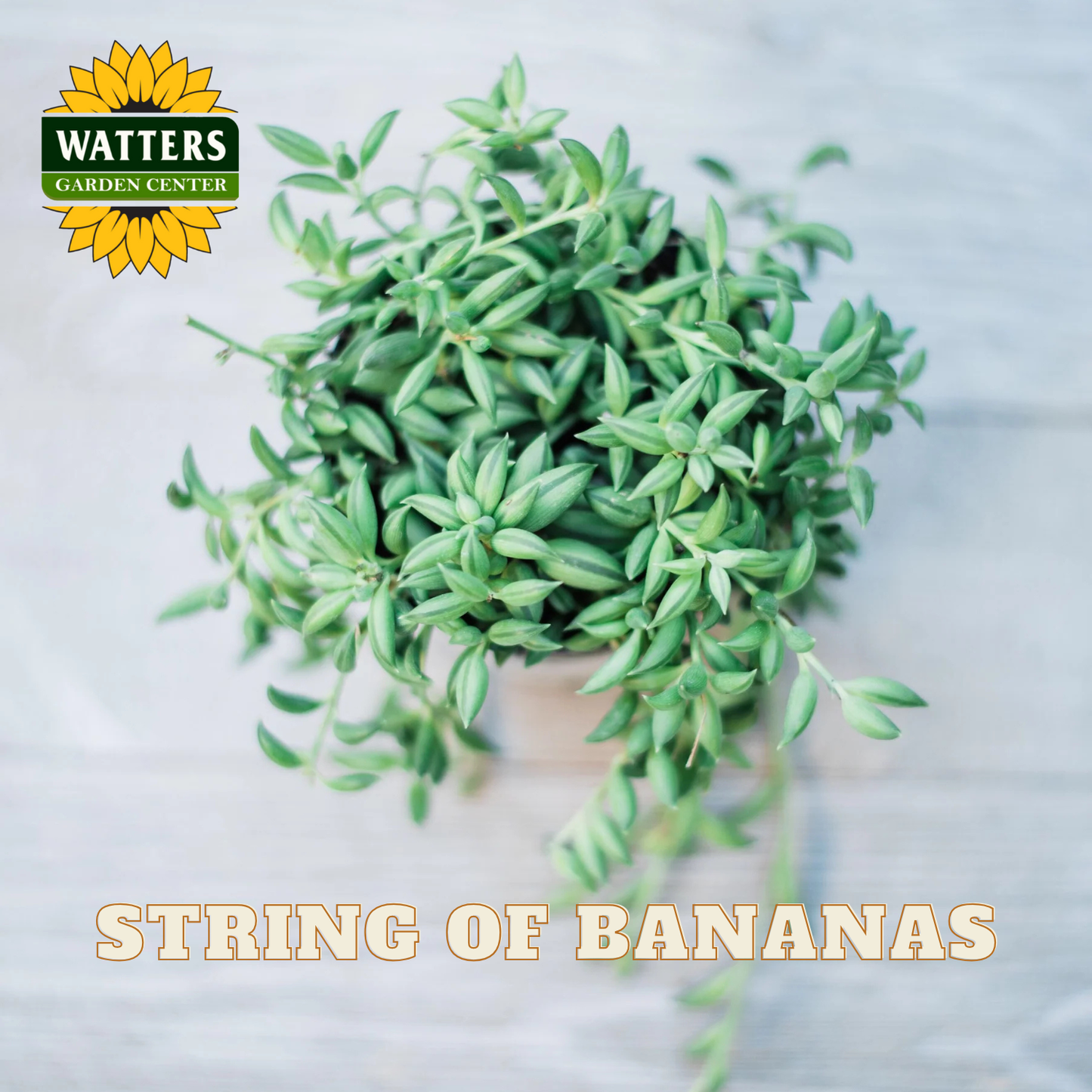 Potted plant labeled 'String of Bananas' with Watters Garden Center logo.