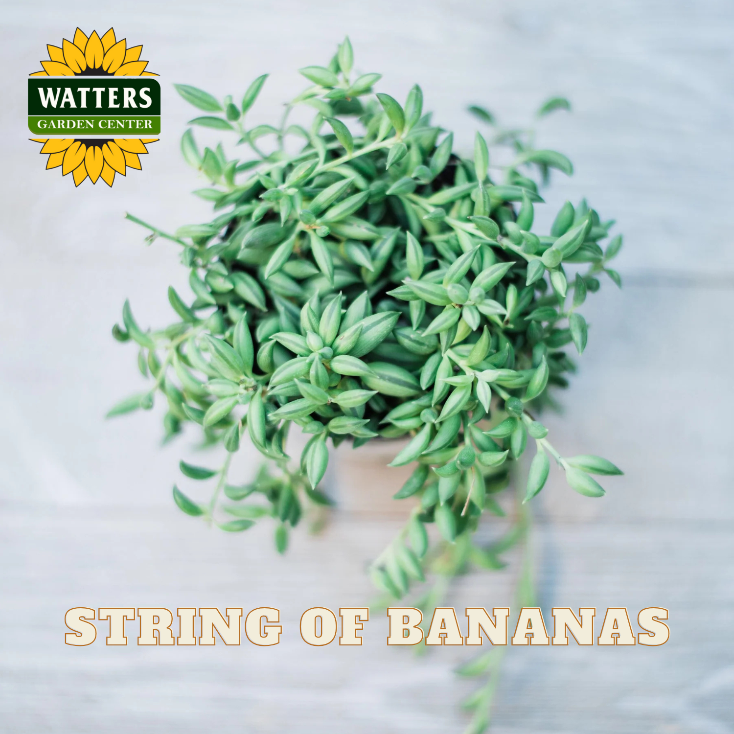Potted plant labeled 'String of Bananas' with Watters Garden Center logo.