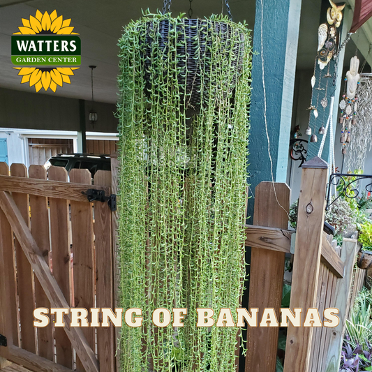 String of bananas plant hanging outdoors with Watters Garden Center branding.