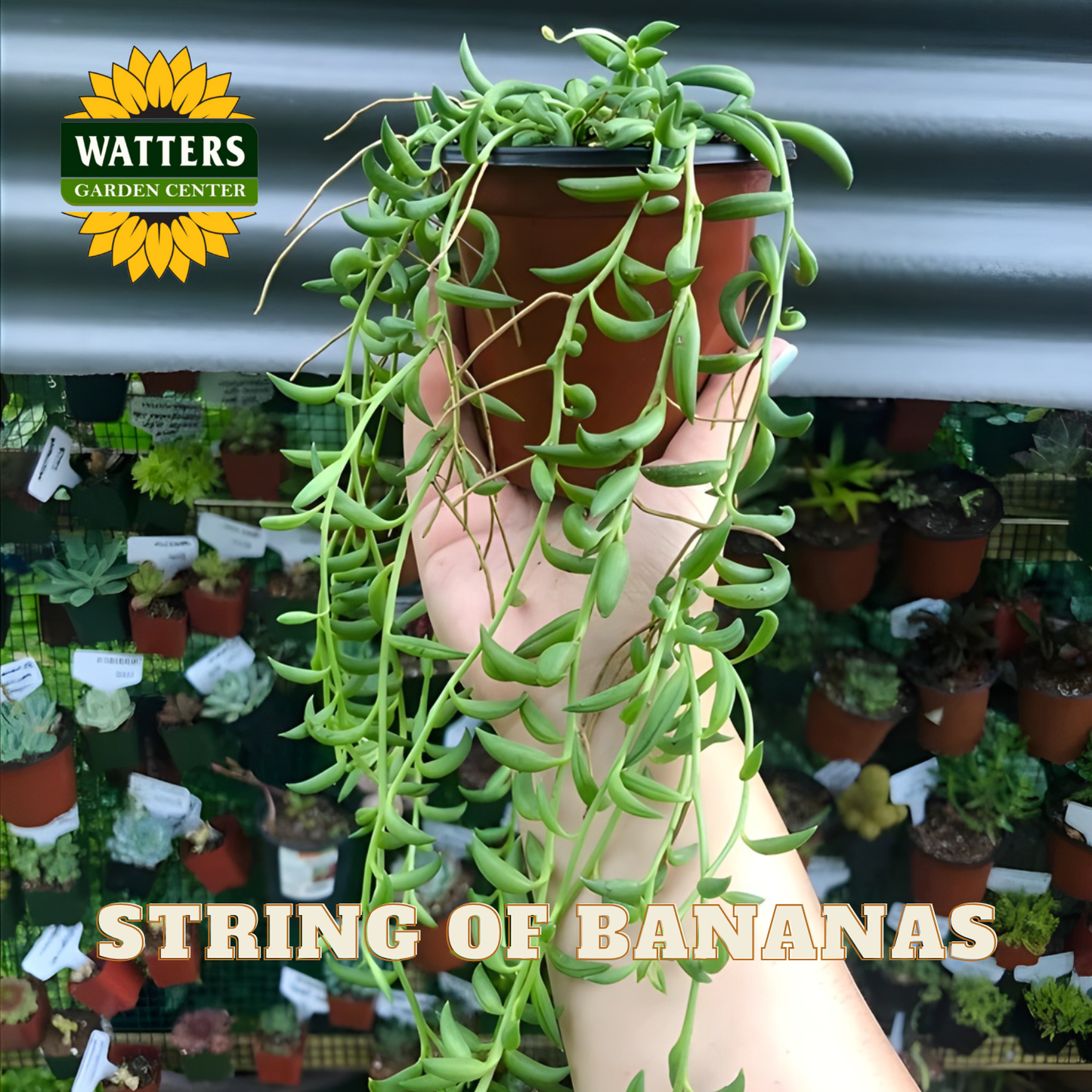 Person holding a potted string of bananas plant with Watters Garden Center branding.