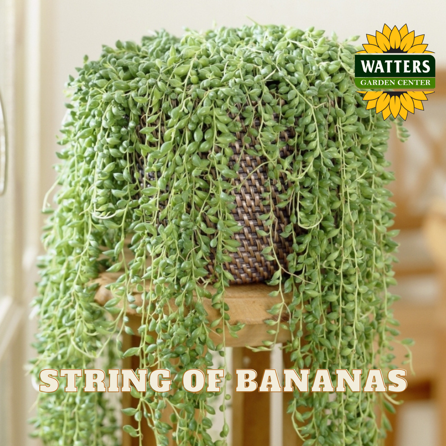 Potted string of bananas plant on a wooden stool with Watters Garden Center logo.
