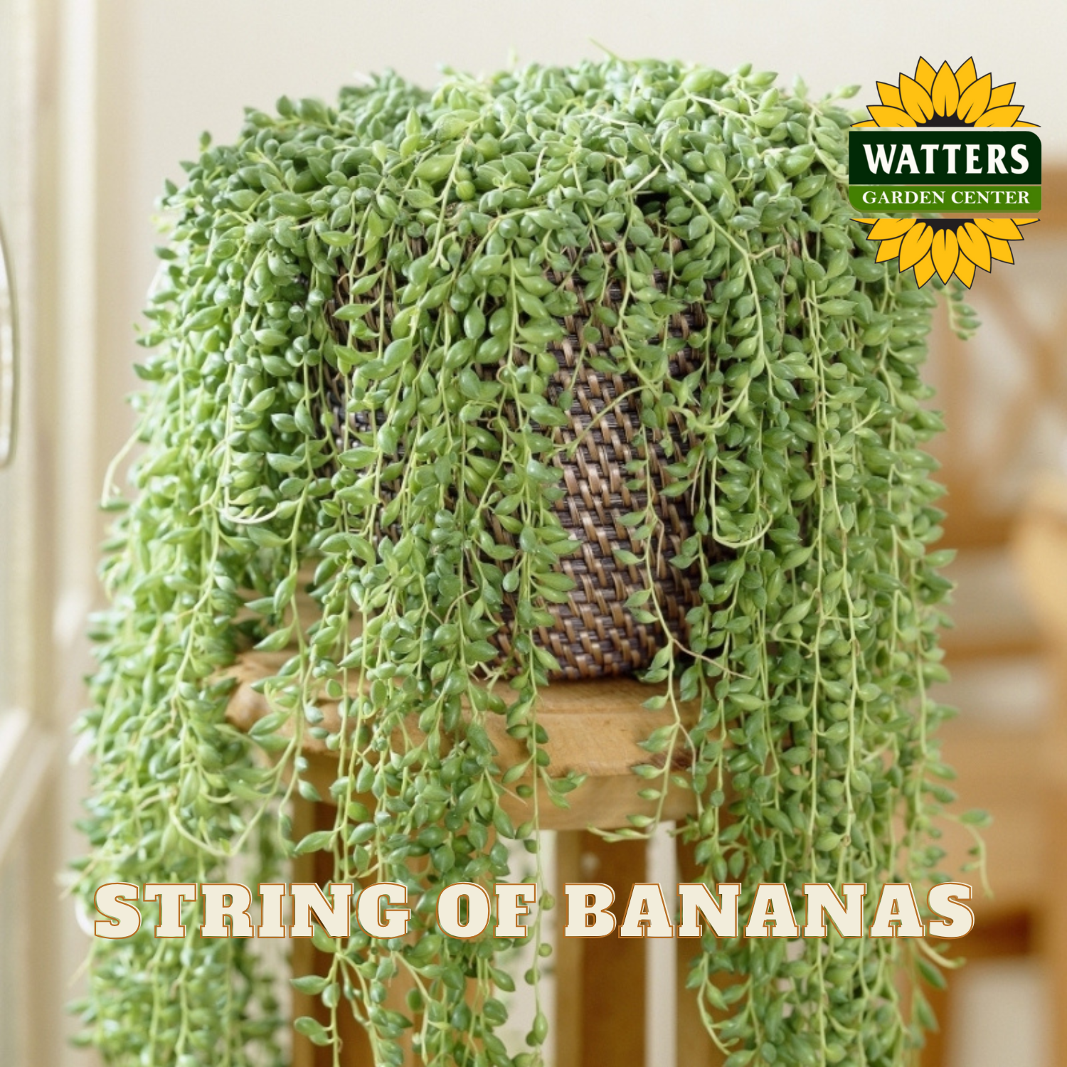 Potted string of bananas plant on a wooden stool with Watters Garden Center logo.