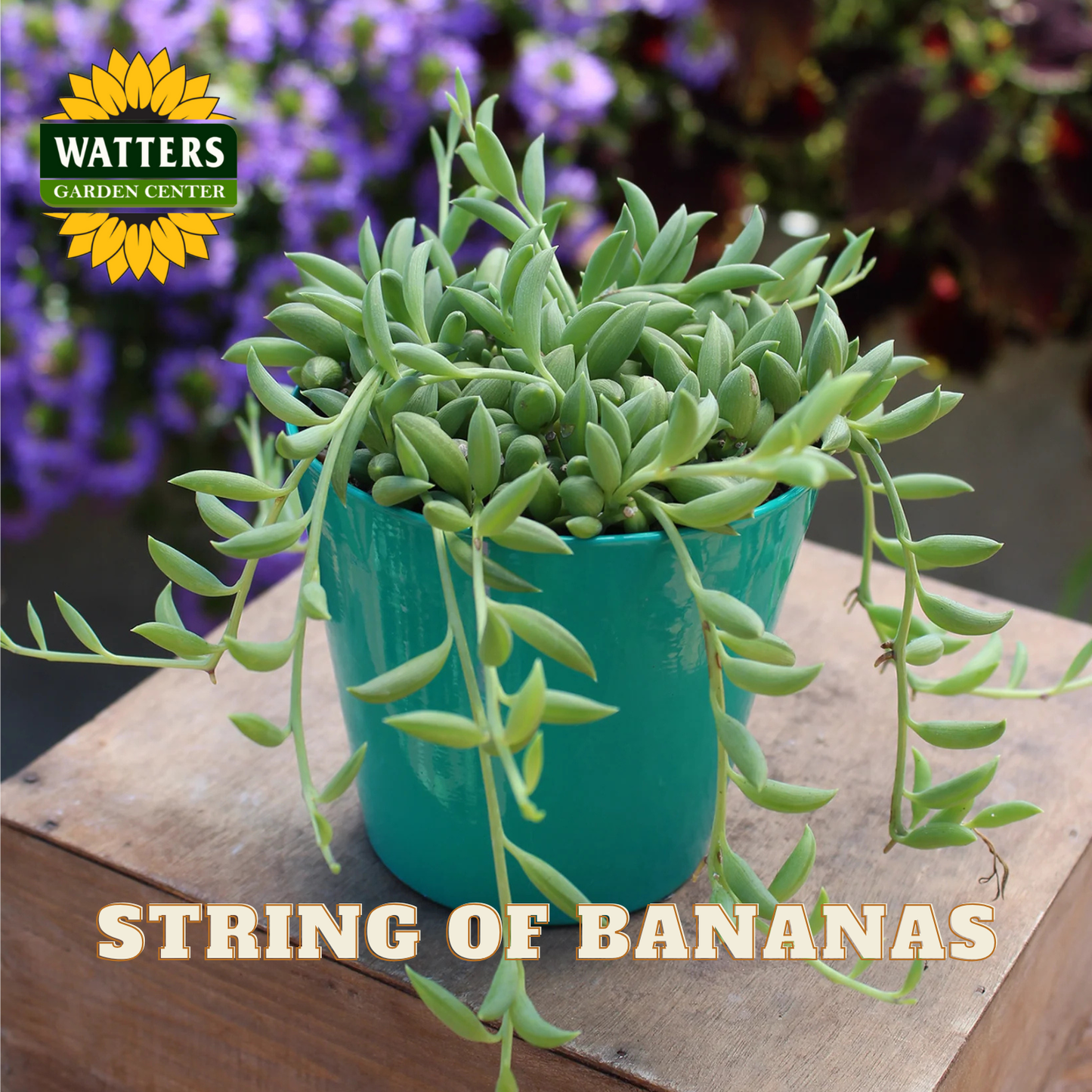 Potted plant labeled 'String of Bananas' with Watters Garden Center branding.