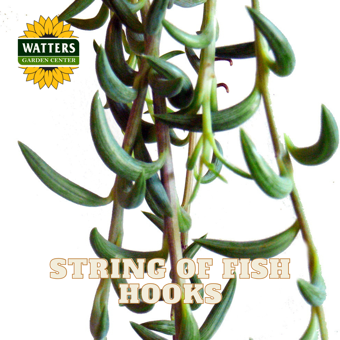 String of Fish Hooks plant with Watters Garden Center logo