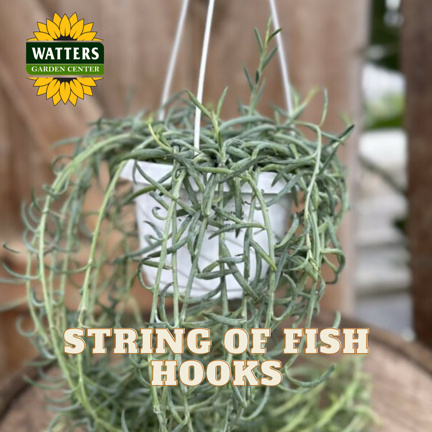 Hanging basket with string of fish hooks plant, featuring Watters Garden Center logo.