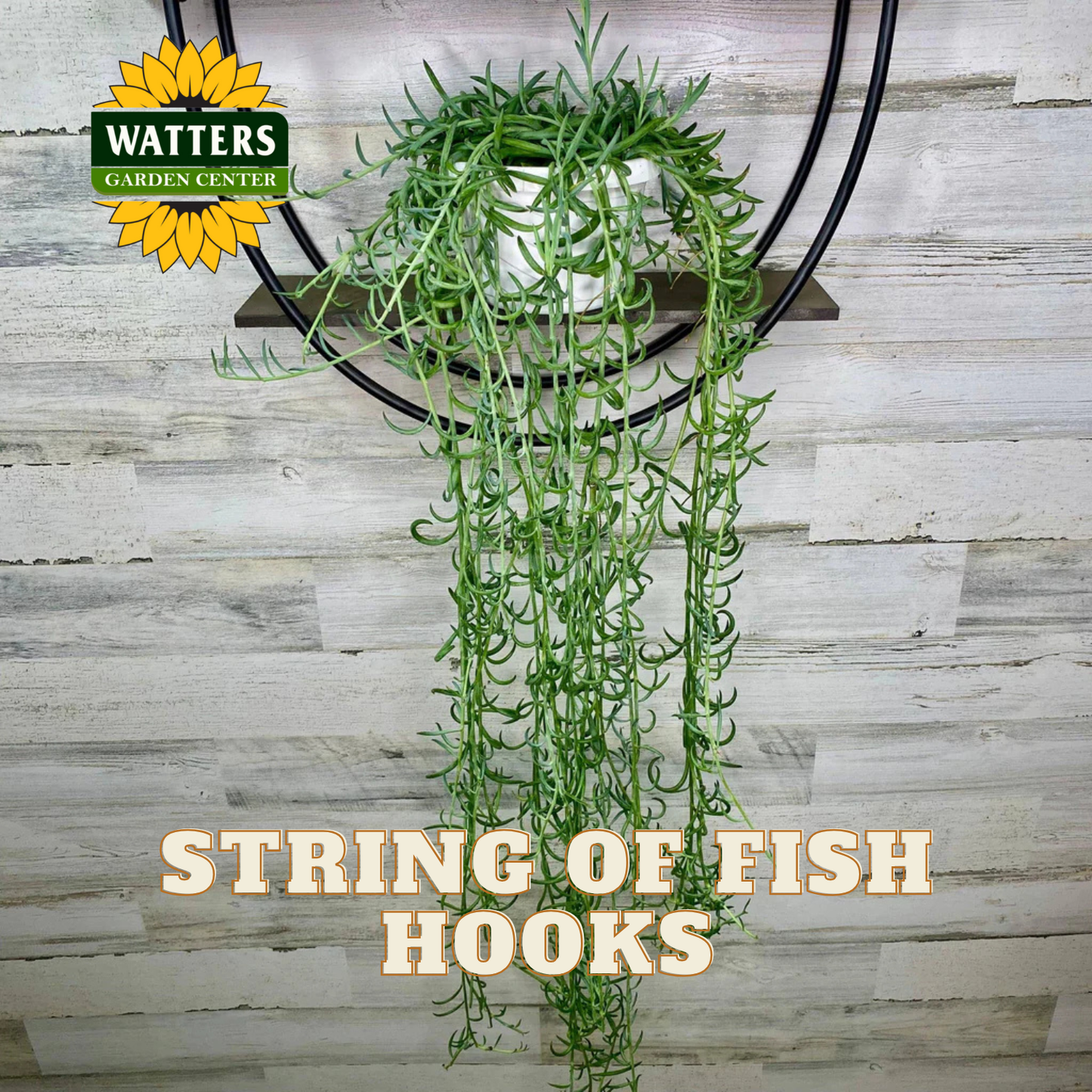 Hanging plant with text 'String of Fish Hooks' and Watters Garden Center logo on a wooden background
