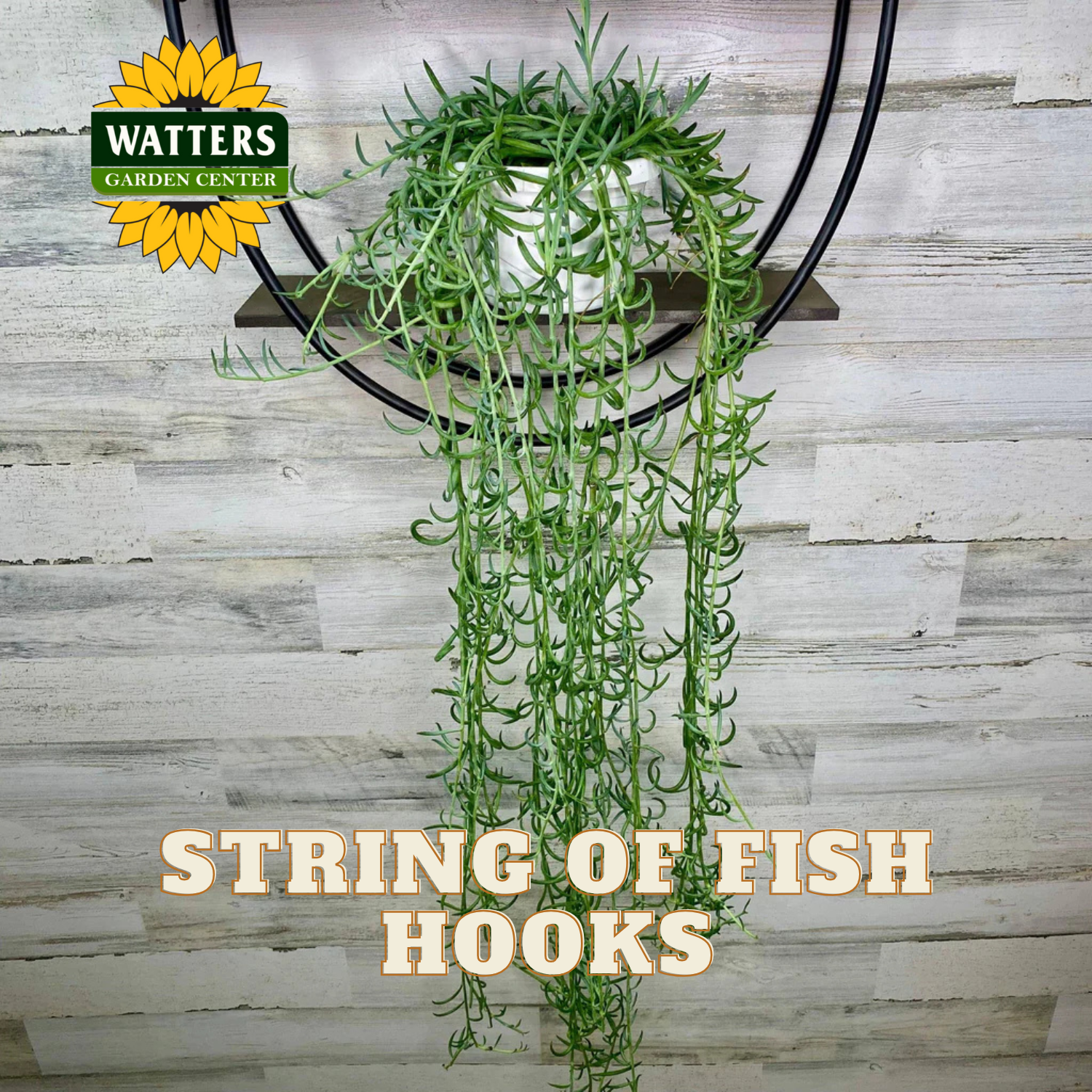 Hanging plant with text 'String of Fish Hooks' and Watters Garden Center logo on a wooden background