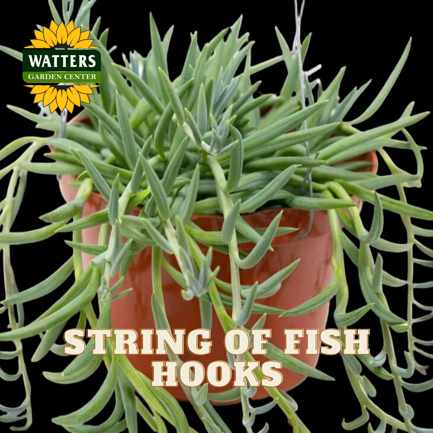 Potted plant with 'String of Fish Hooks' text and Watters Garden Center logo.
