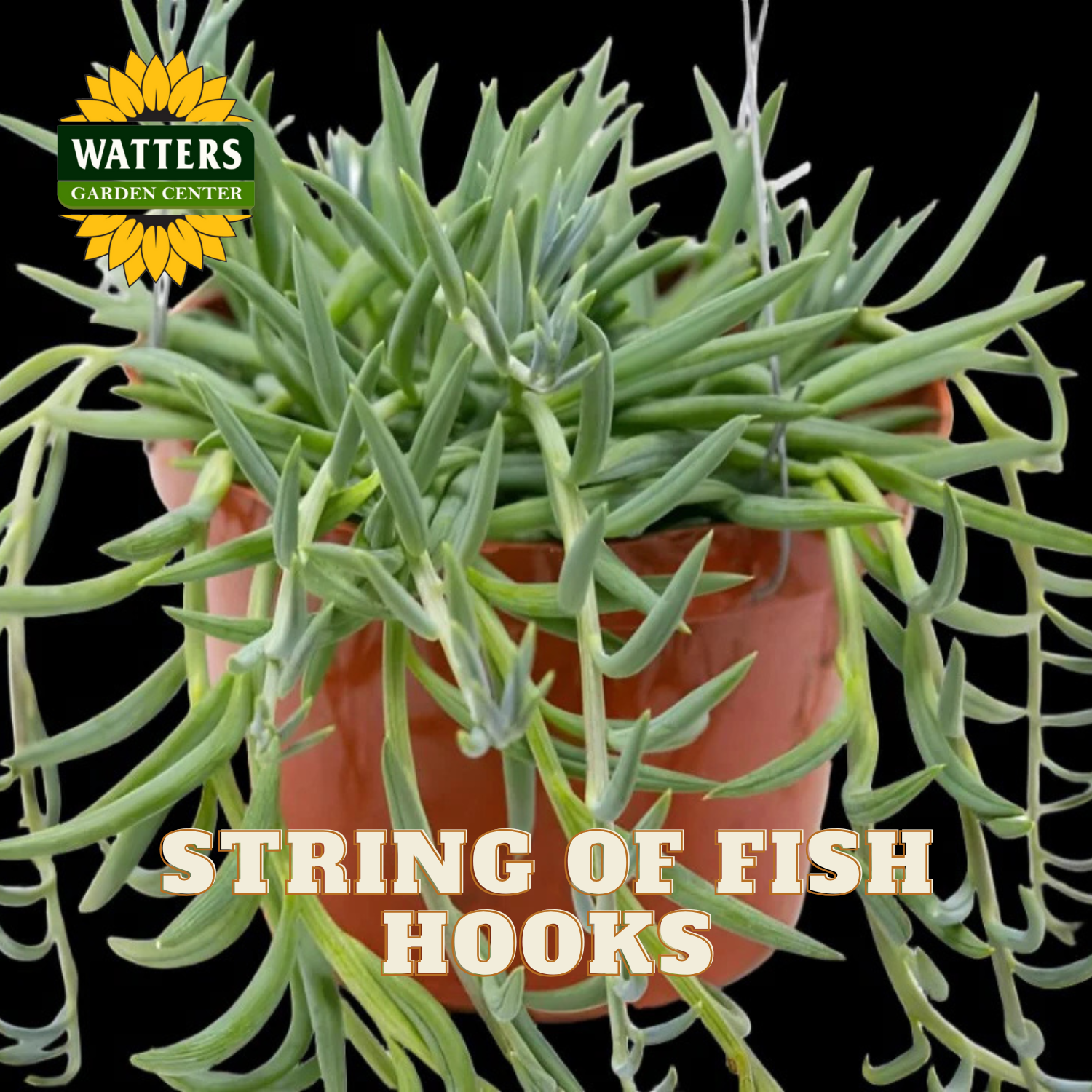 Potted plant with 'String of Fish Hooks' text and Watters Garden Center logo.