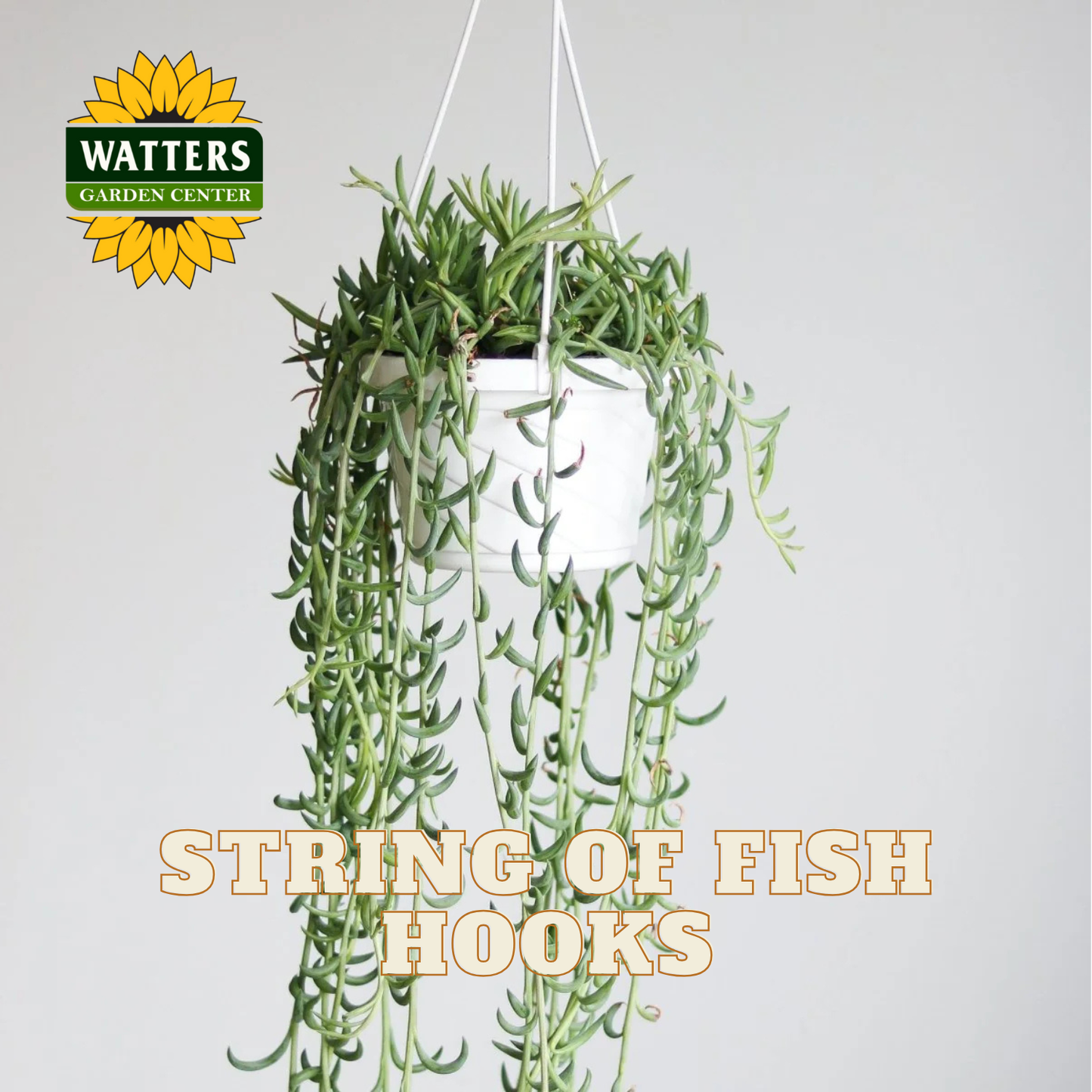 Hanging plant with text 'String of Fish Hooks' and Watters Garden Center logo on a light gray background
