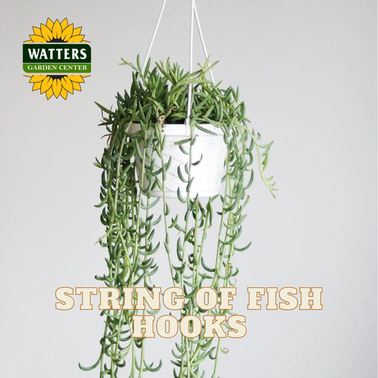 Hanging plant with text 'String of Fish Hooks' and Watters Garden Center logo on a light gray background