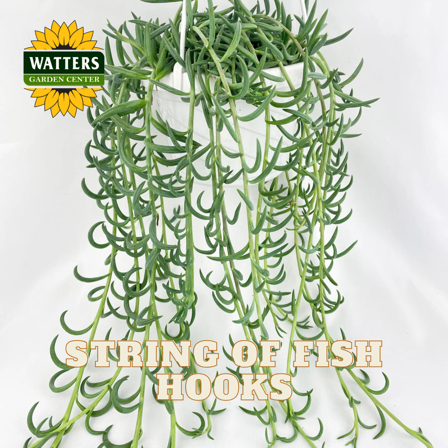 Hanging succulent plant with 'Watters Garden Center' logo and text 'String of Fish Hooks'.