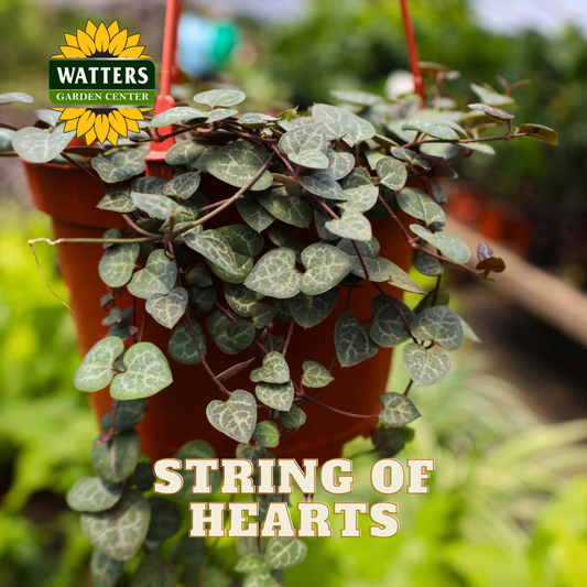 Hanging pot of 'String of Hearts' plant with Watters Garden Center logo.
