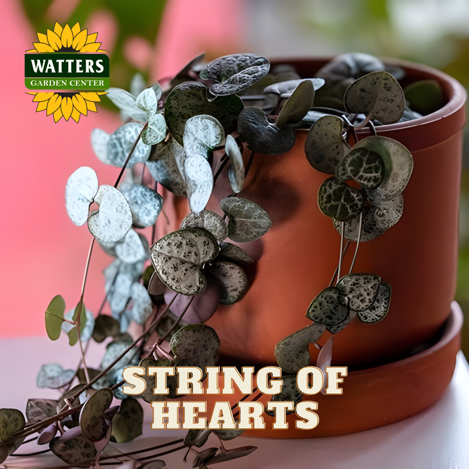 Potted plant with 'String of Hearts' text and Watters Garden Center logo.