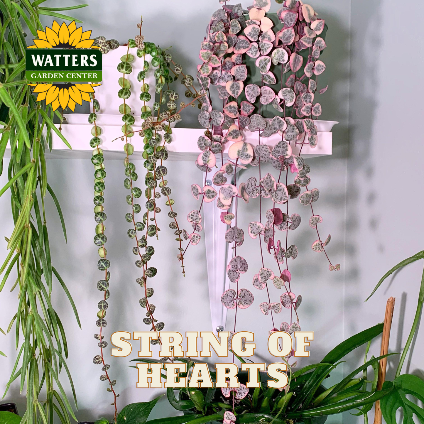 String of hearts plant with Watters Garden Center logo on a white shelf.