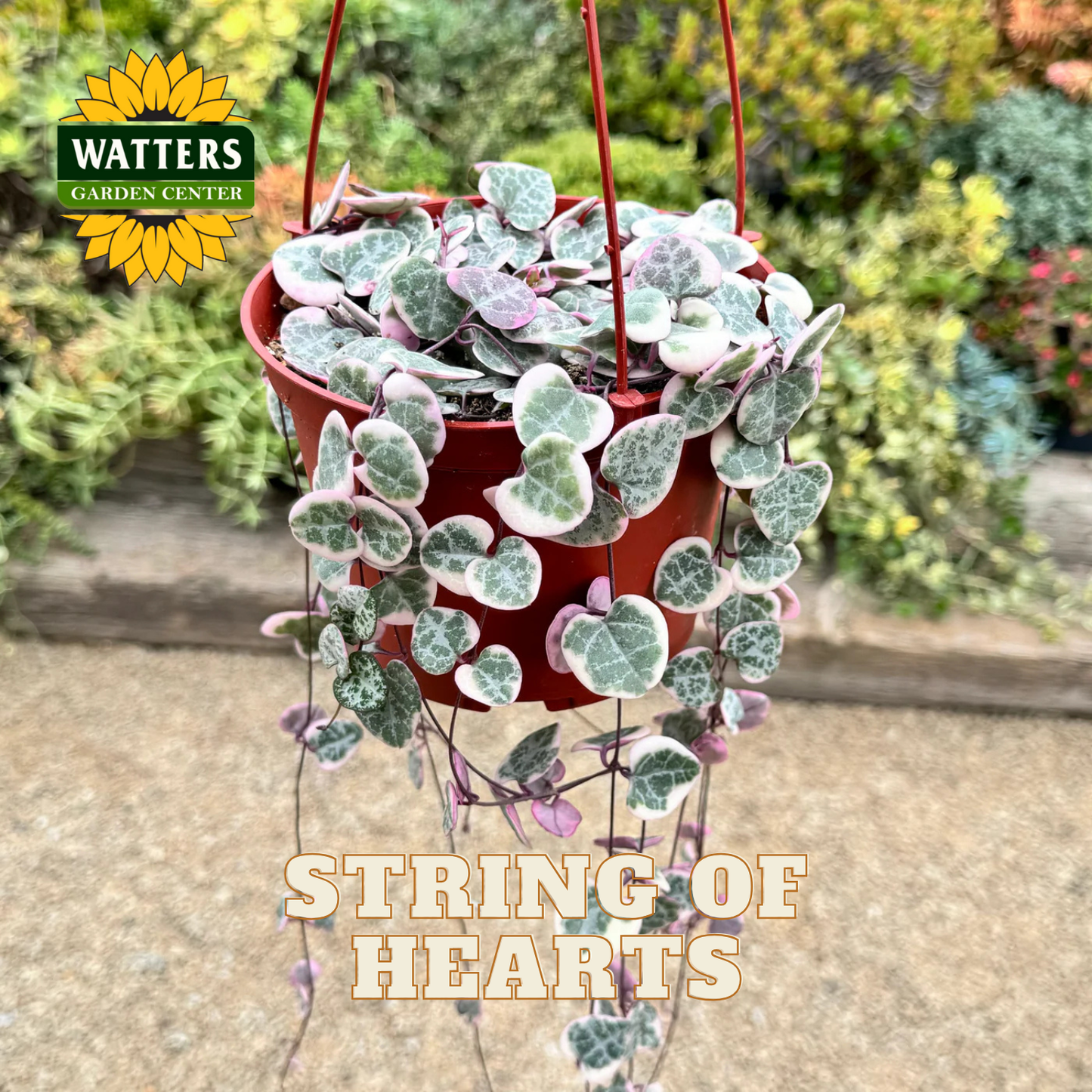 Hanging basket with 'String of Hearts' plant in a garden setting, featuring Watters Garden Center logo.