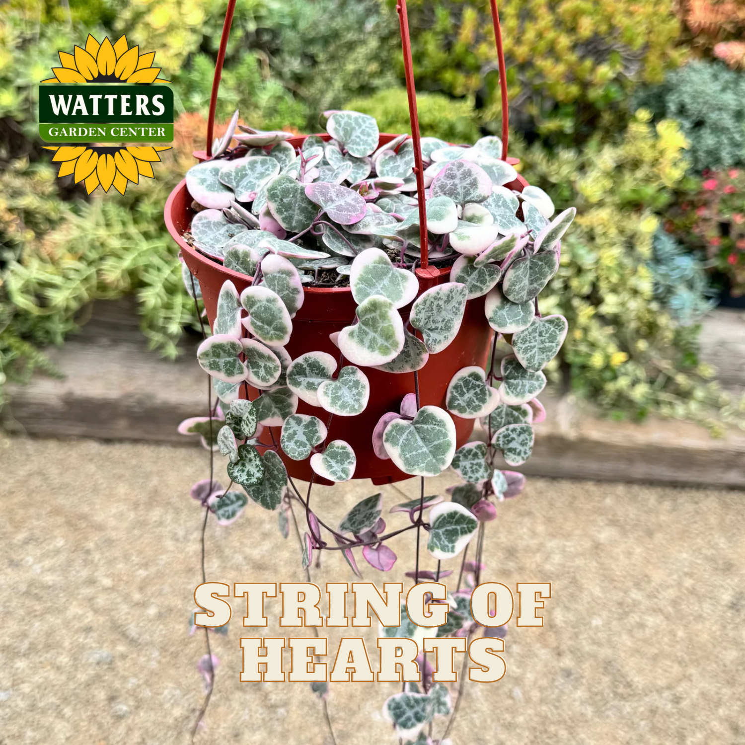 Hanging basket with 'String of Hearts' plant in a garden setting, featuring Watters Garden Center logo.