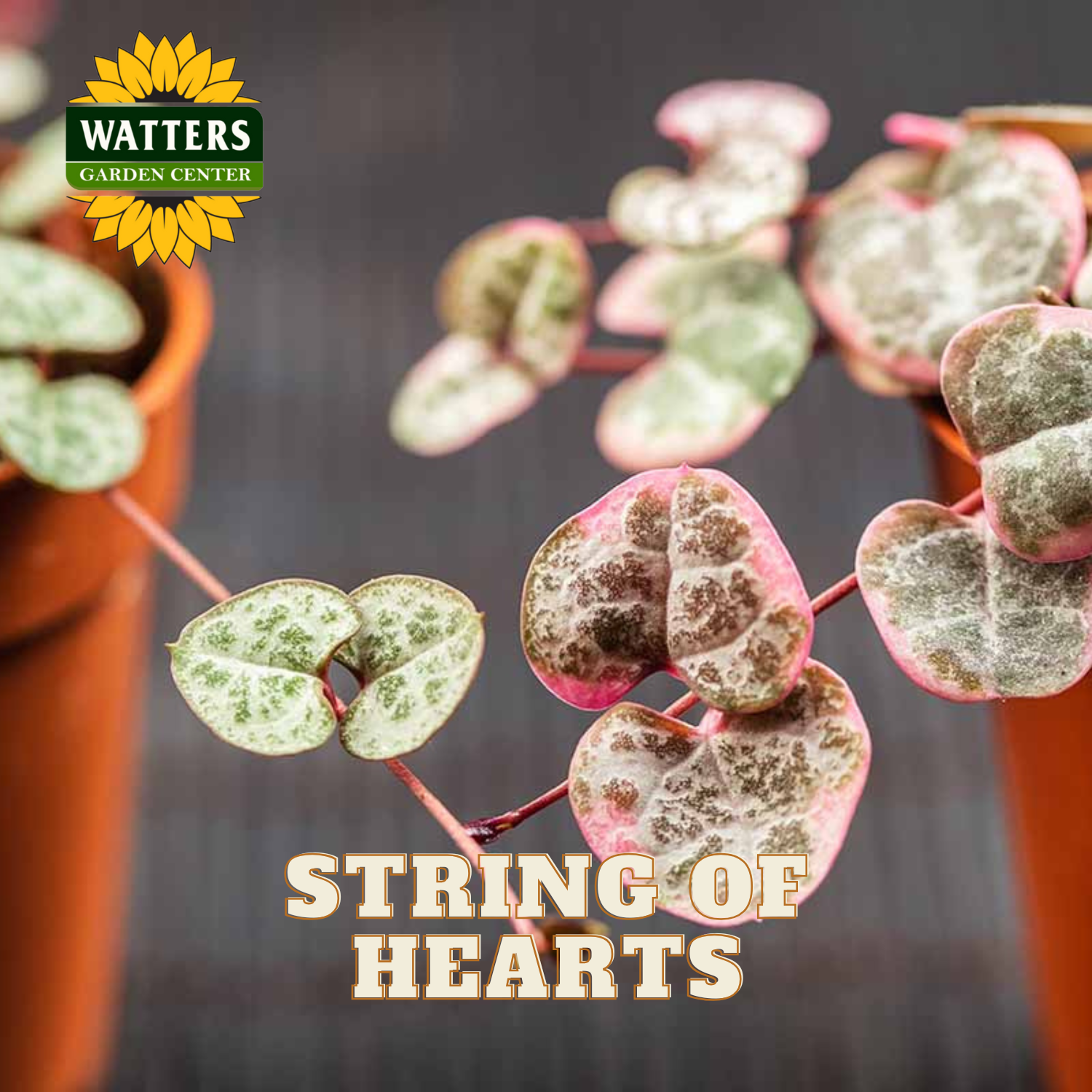 String of hearts plant with Watters Garden Center branding