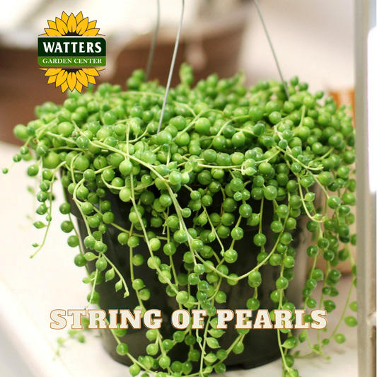 Hanging potted plant with green, string-like leaves on a blurred background