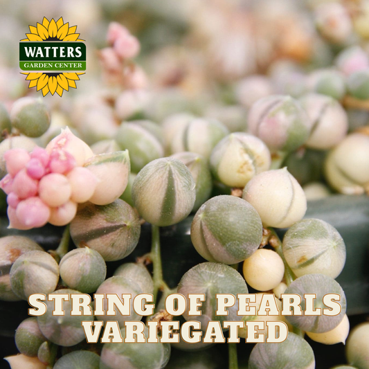 String of pearls succulent with variegated colors and Watters Garden Center logo.