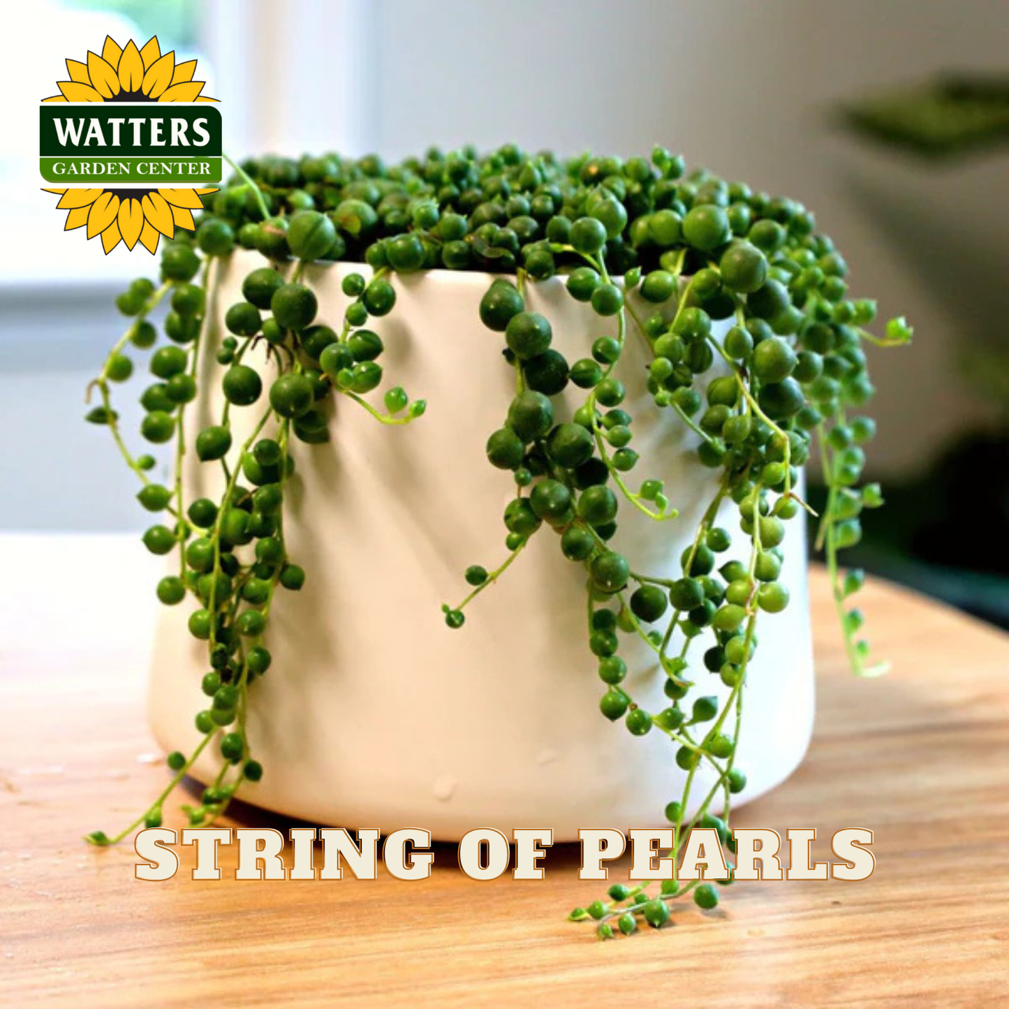 Potted string of pearls plant on a wooden surface with Watters Garden Center branding.
