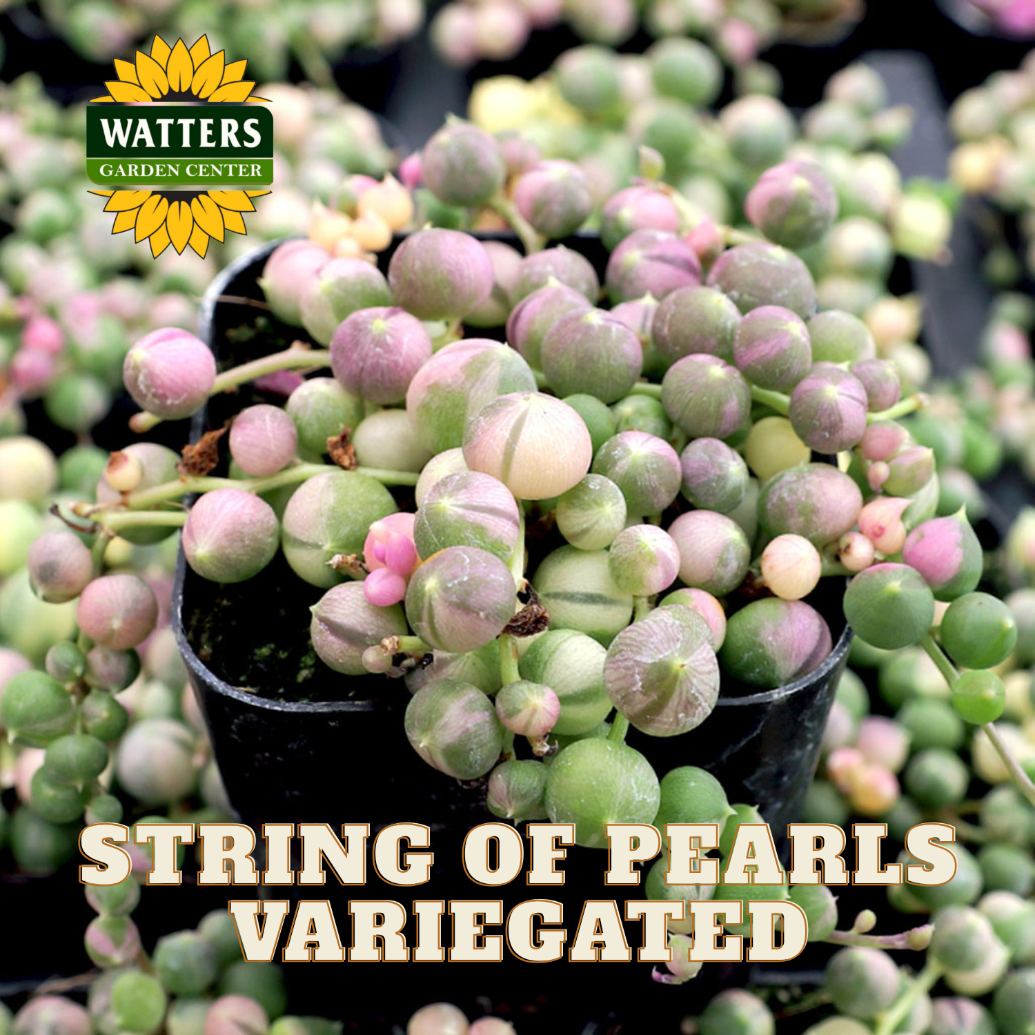 String of pearls variegated plant in a pot with Watters Garden Center logo.