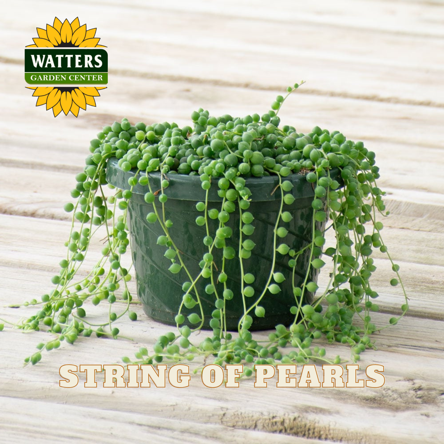Potted string of pearls plant with Watters Garden Center logo on a wooden surface