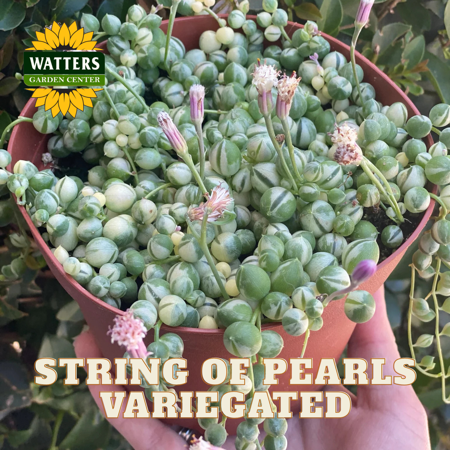 Potted string of pearls variegated plant with Watters Garden Center logo.