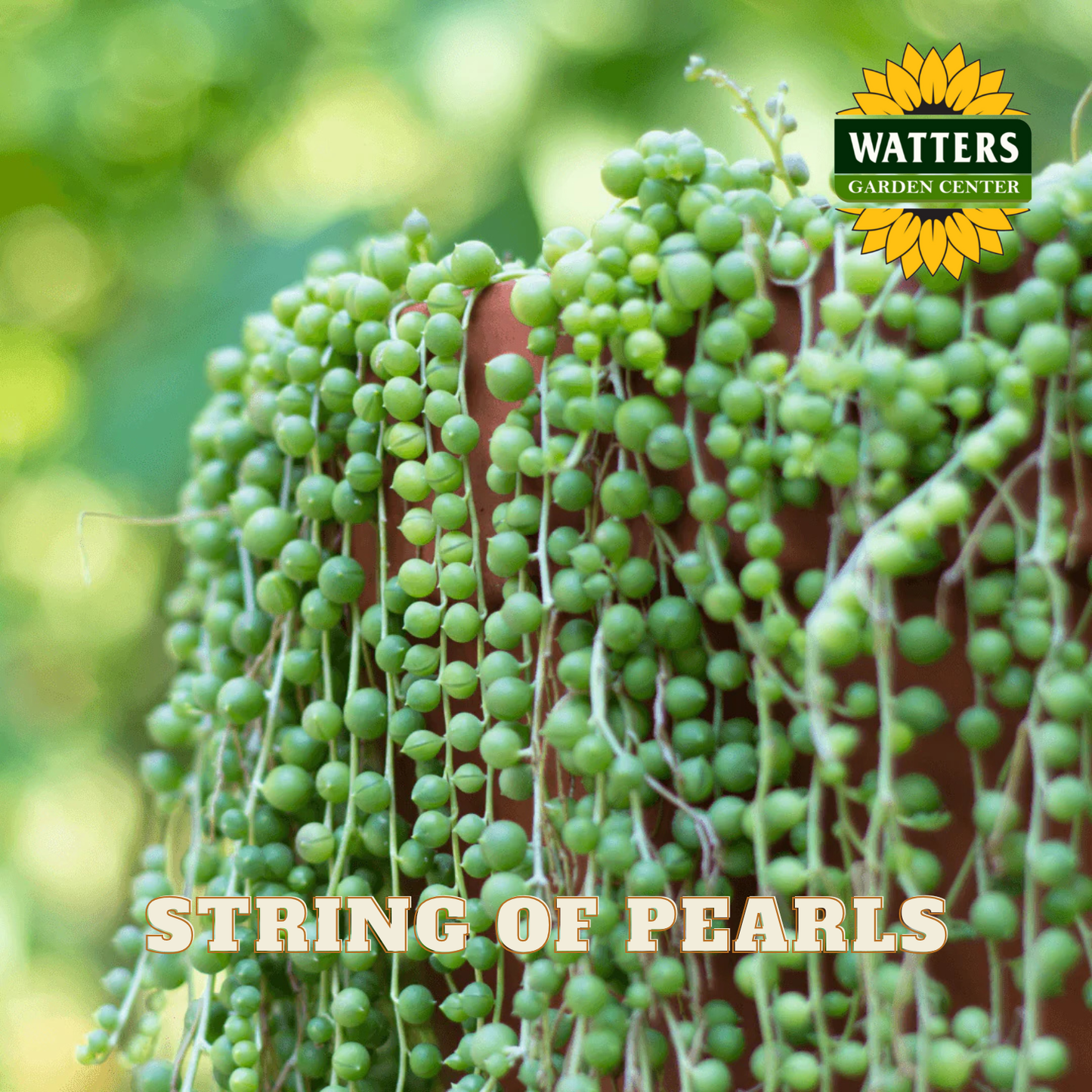 String of pearls plant with Watters Garden Center logo in the corner