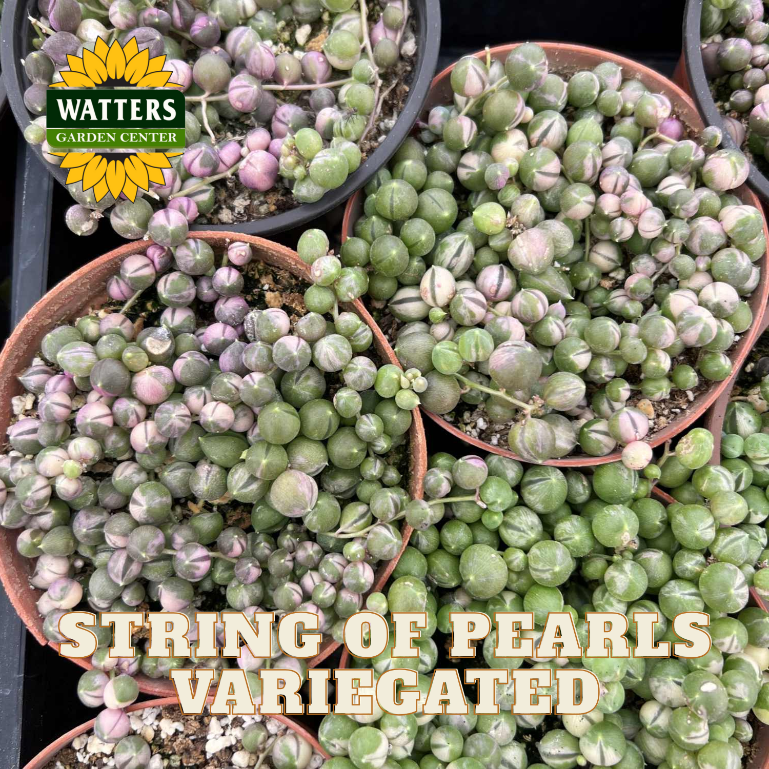 Potted string of pearls variegated plants with Watters Garden Center logo.