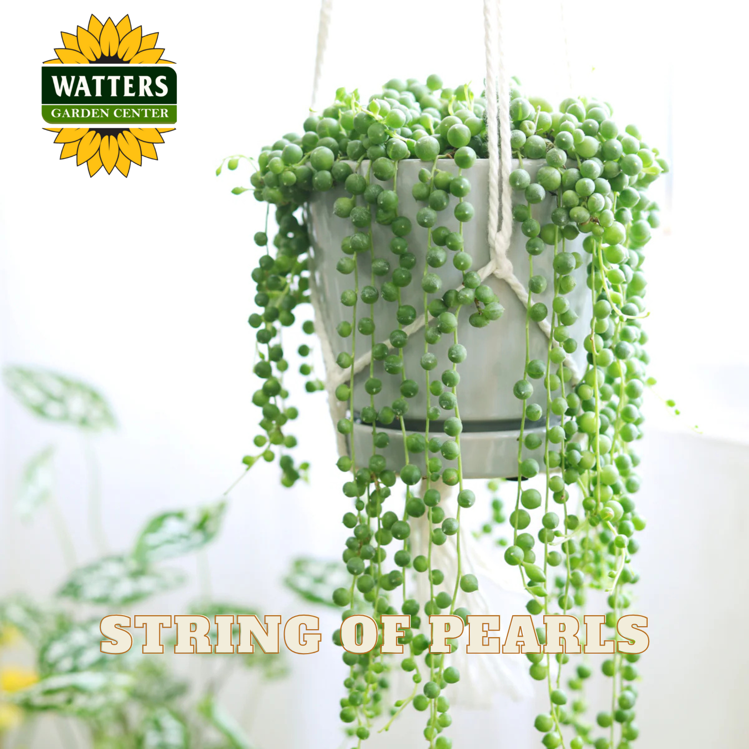 Potted string of pearls plant with Watters Garden Center logo