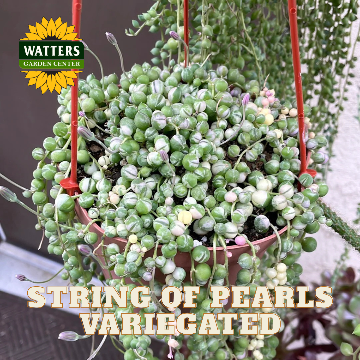 Hanging plant with variegated green leaves labeled 'String of Pearls' from Watters Garden Center.