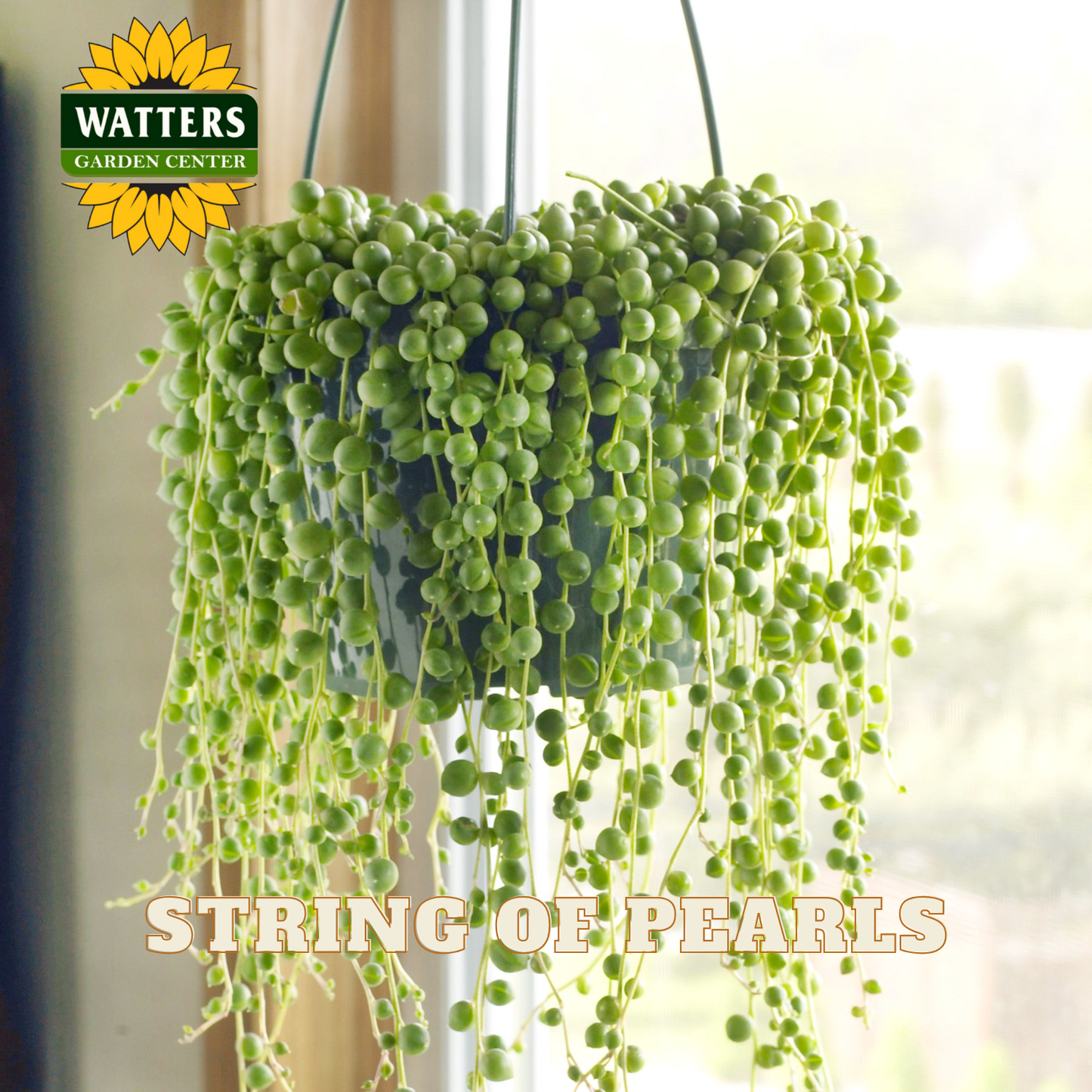 Hanging string of pearls plant with Watters Garden Center logo