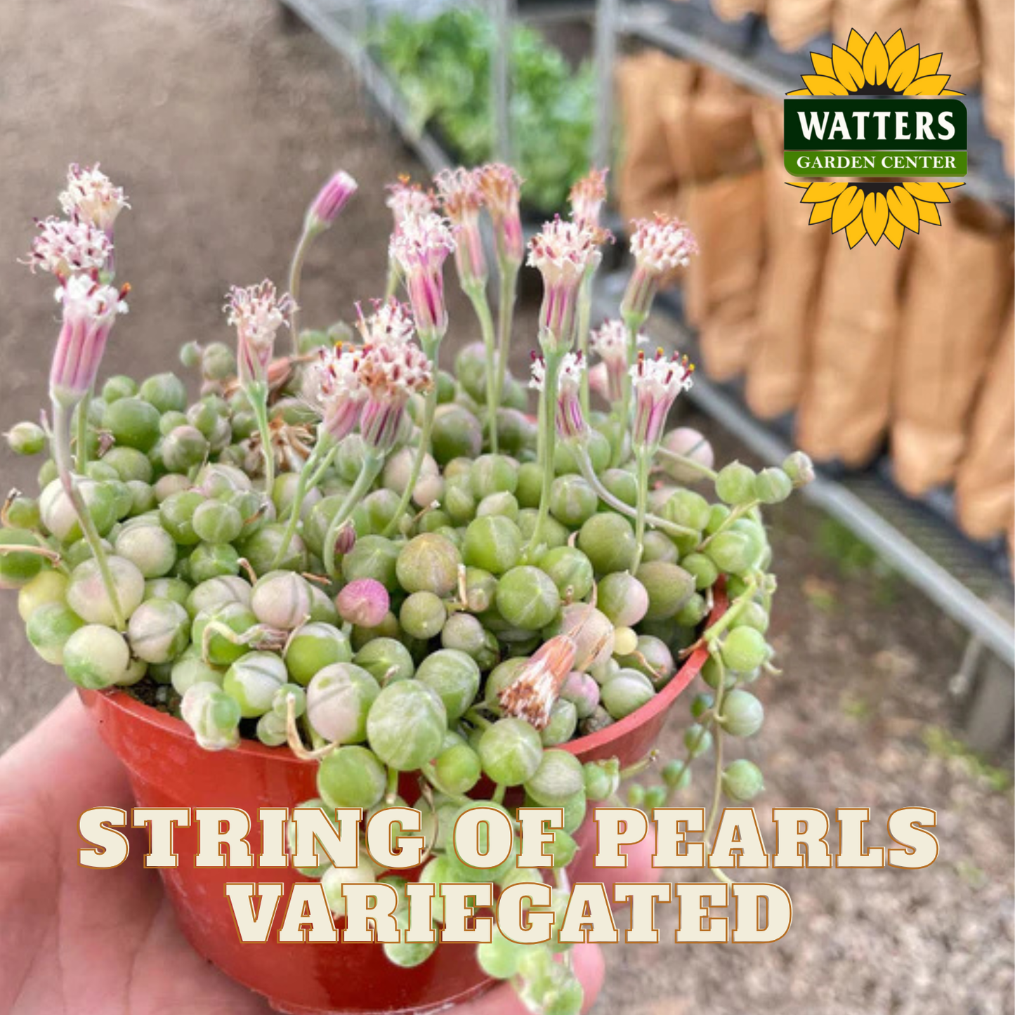 Potted string of pearls variegated plant held by a hand with Watters Garden Center branding.