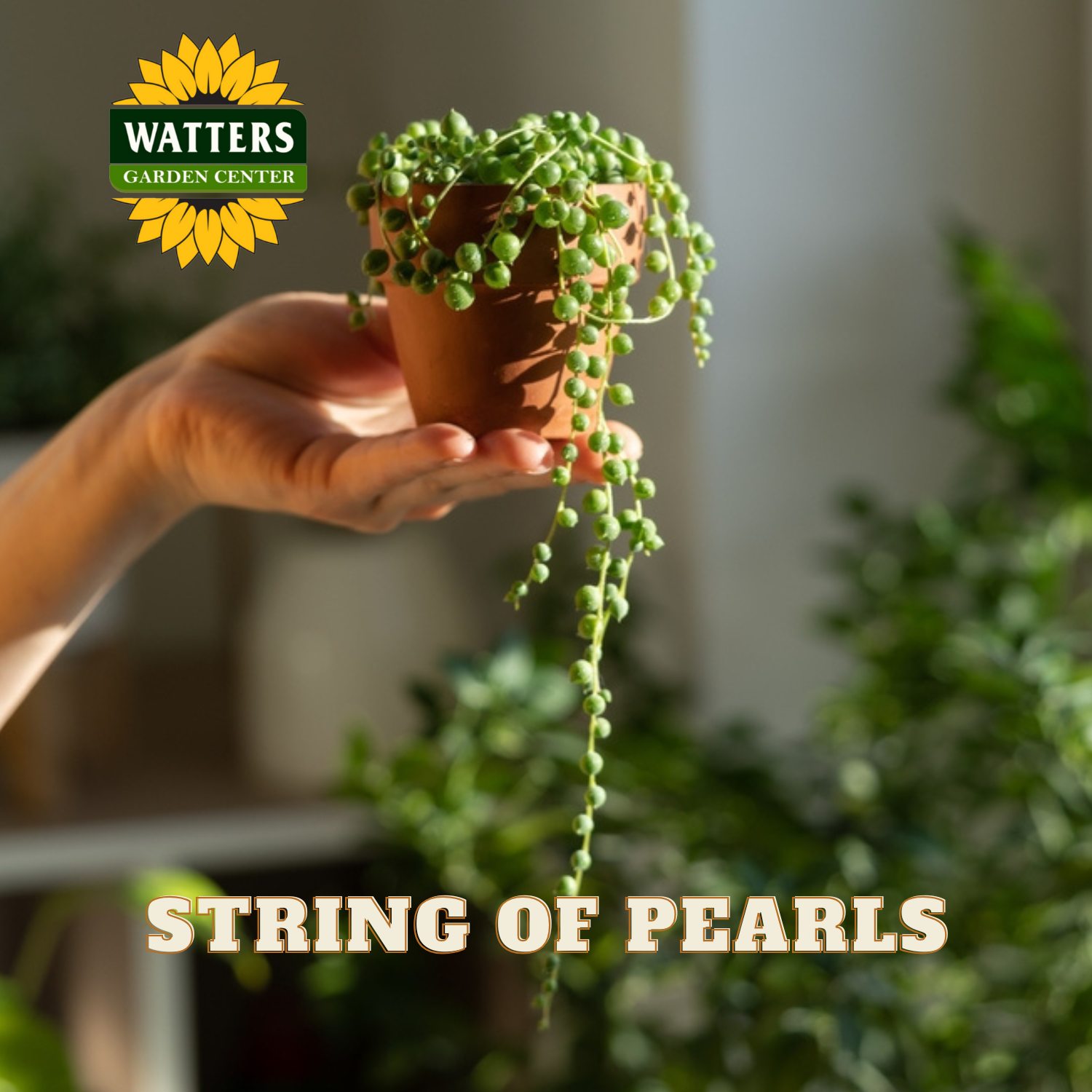 Person holding a potted string of pearls plant with Watters Garden Center logo.