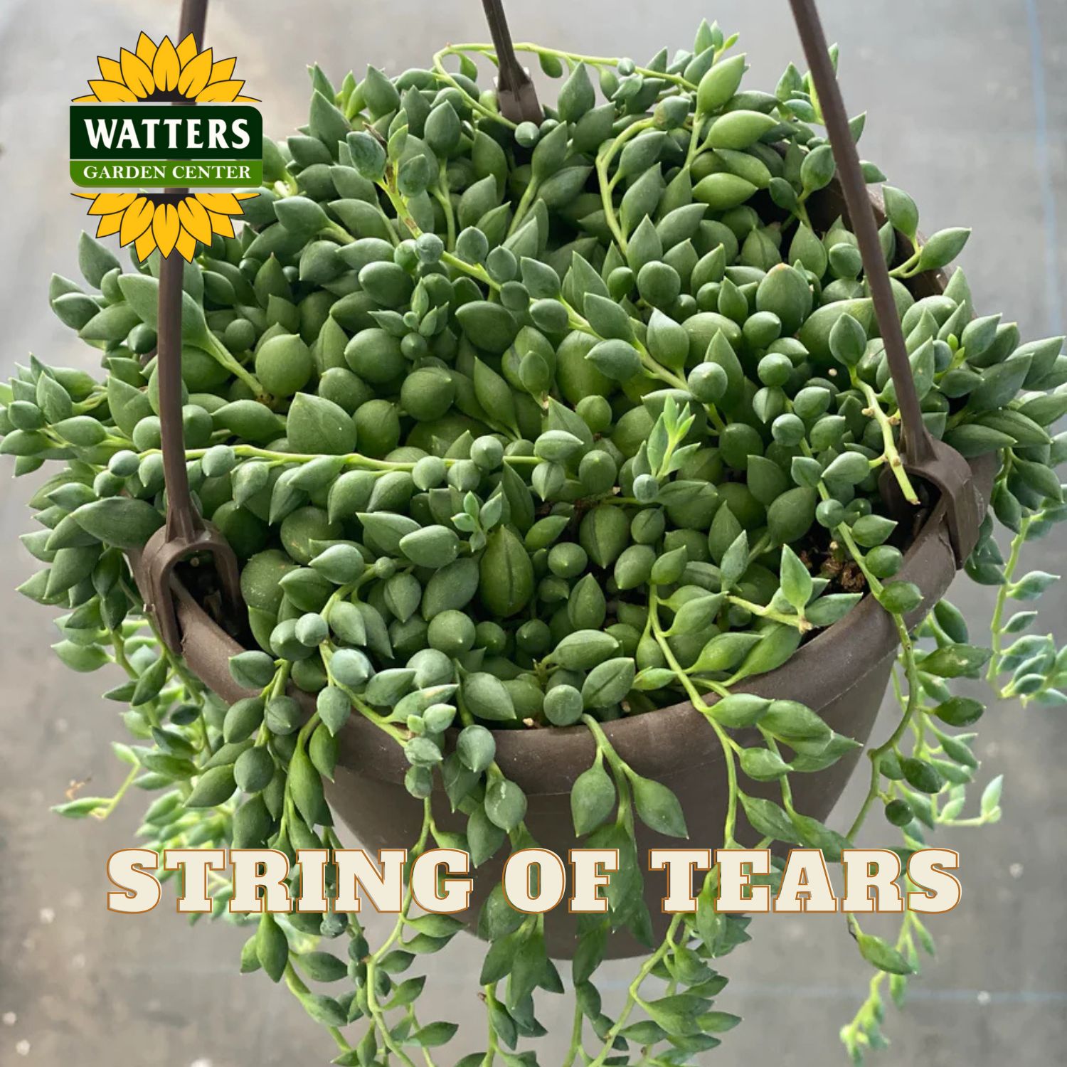 Hanging basket of 'String of Tears' plant with Watters Garden Center logo.