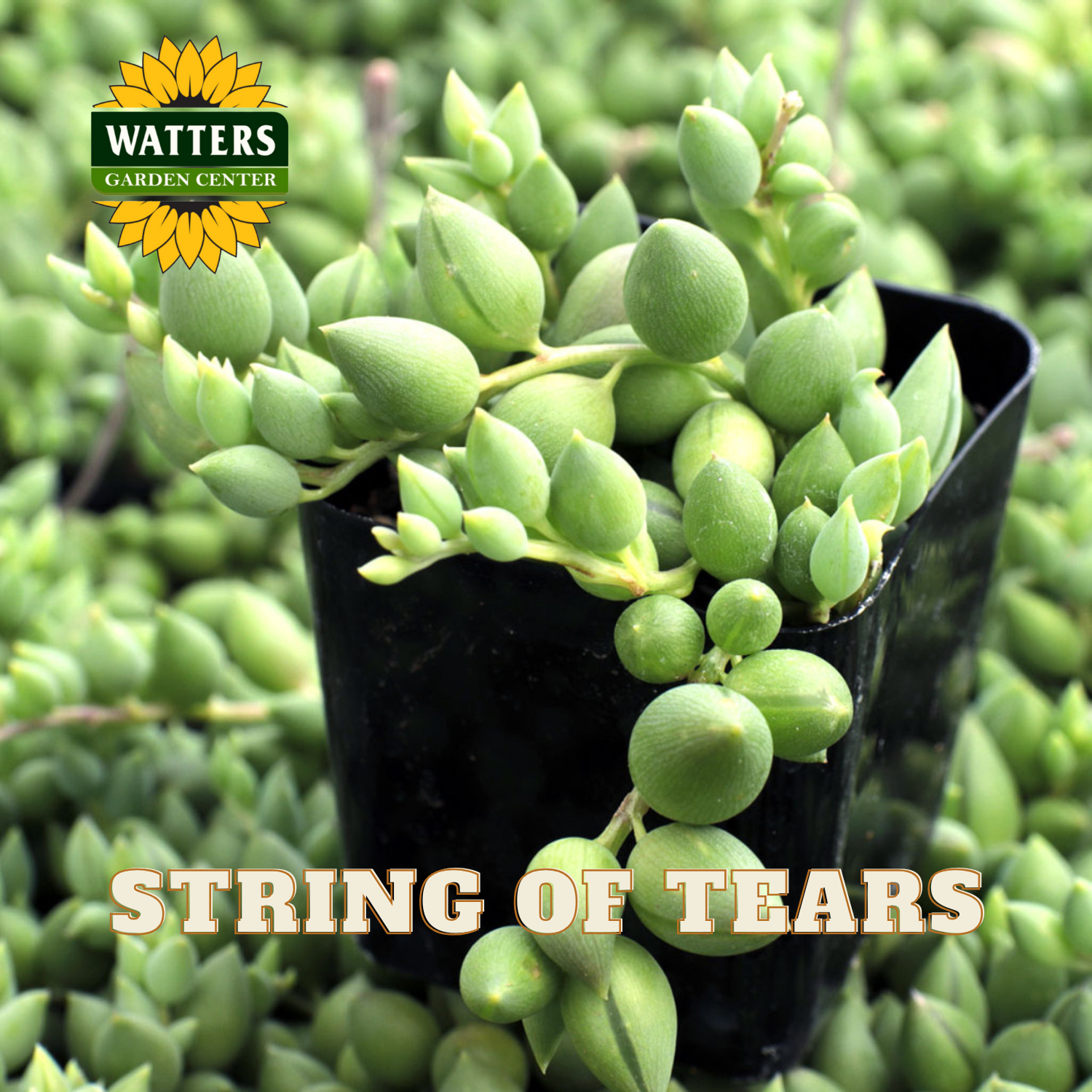 Potted plant labeled 'String of Tears' with Watters Garden Center logo.