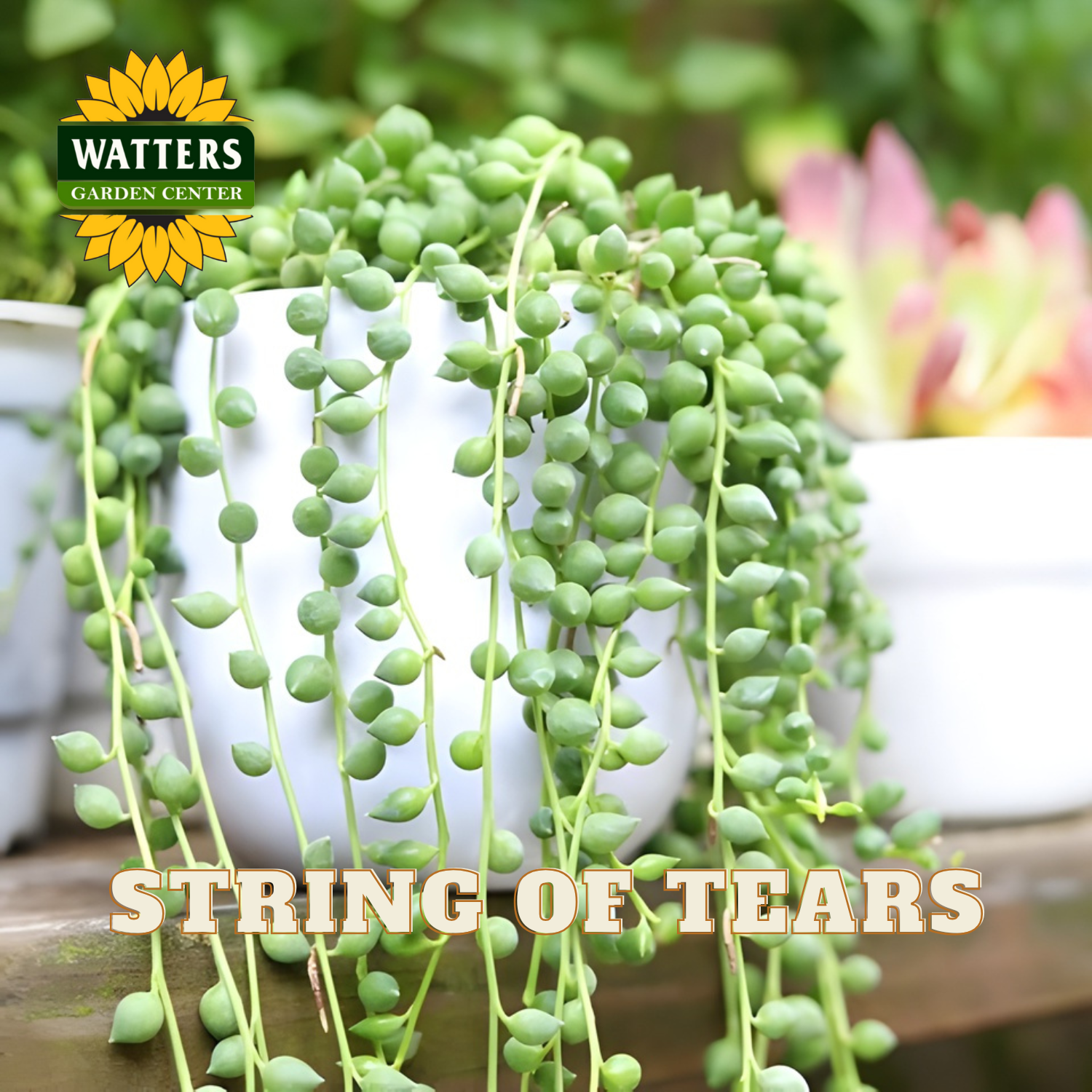 String of tears succulent plant in a pot with Watters Garden Center logo.