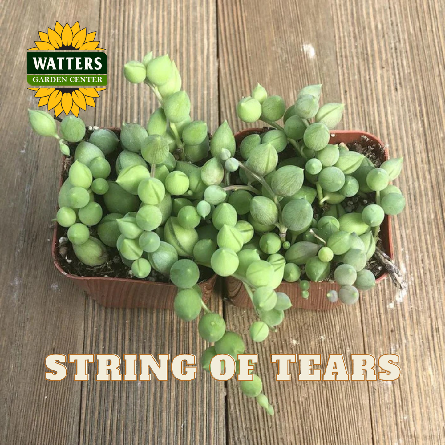 Potted string of tears plant with Watters Garden Center logo on a wooden surface