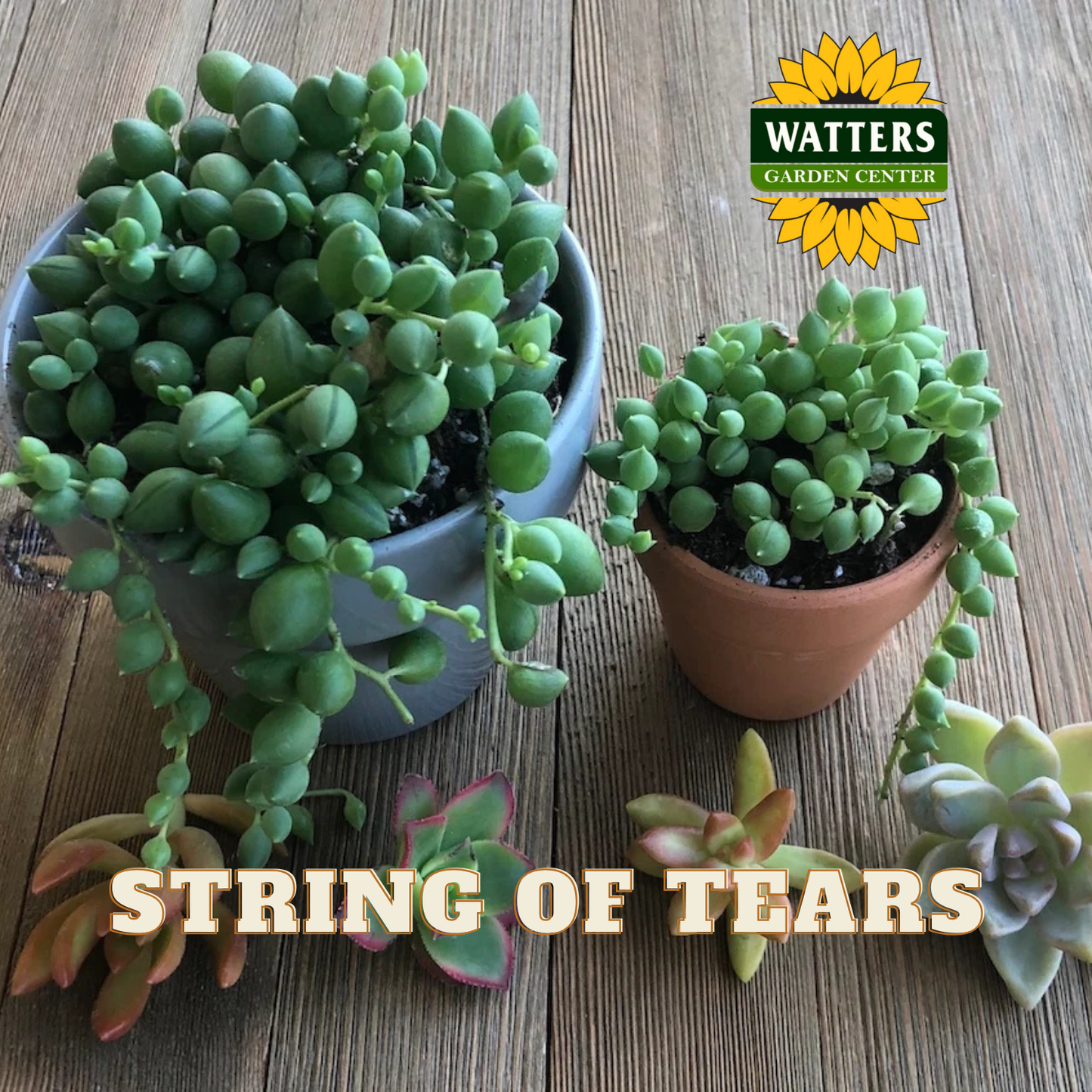 Two potted plants labeled 'String of Tears' on a wooden surface with Watters Garden Center branding.